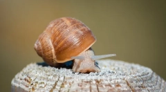 Hogyan kell hívni csiga, érdekes nevek lányok és fiúk